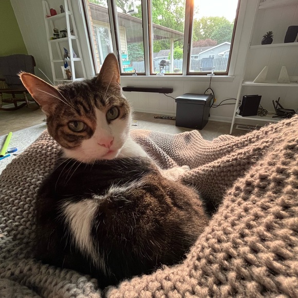 Meet your Posher, Nicole - Picture 7 of 8